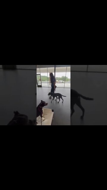 Aggressive Pitbull Learning A New Way!