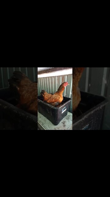 Chook chook doing her egg song