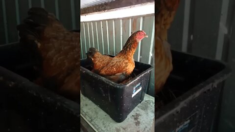 Chook chook doing her egg song