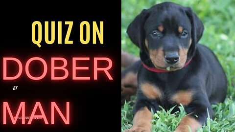 Quiz on Doberman