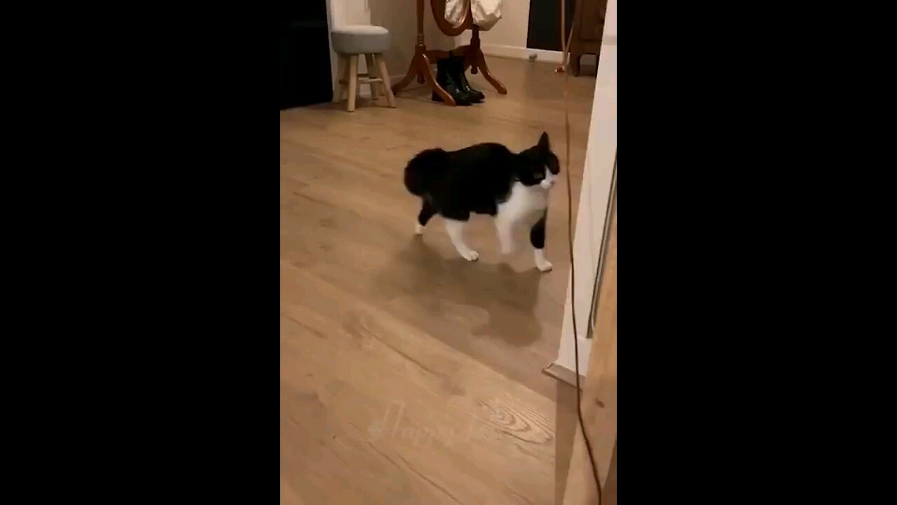funny Animal's videos cat's and dog 🐈⬛ 🐕funny Animal's life..