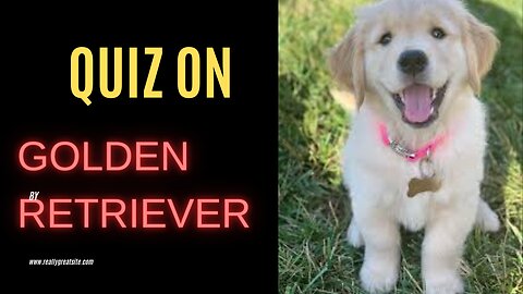 Quiz on golden retriever