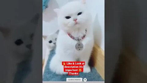 cute cat videos 😹 funny videos 😂1012😻 #shorts #cat #catvideos #fun #catsproducts #funnycatsvideos