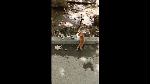 A cute and beautiful cat with her baby