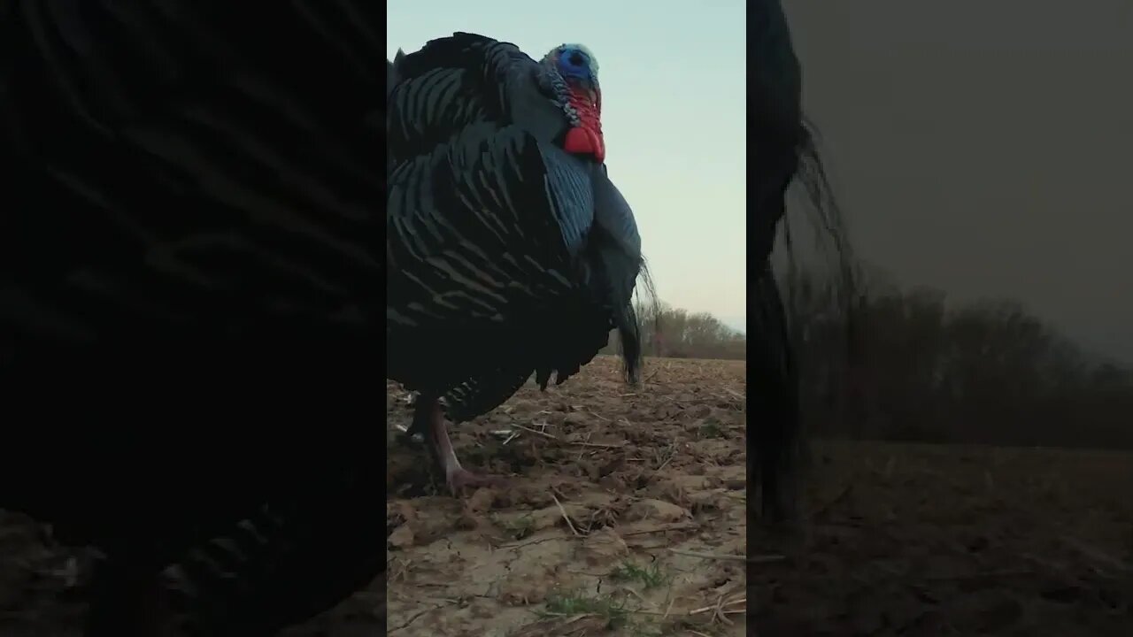 Double Beard or Nah?