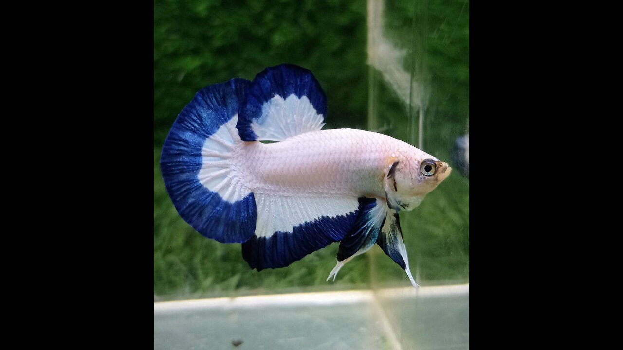 betta two tone