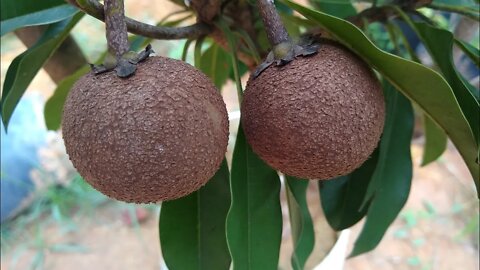 esse adubo orgânico aumenta a frutificação e recupera o solo