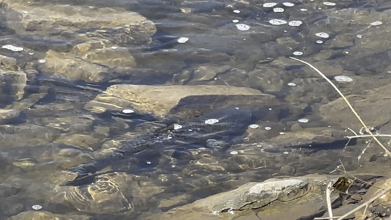 Grass fish show up on the small creek