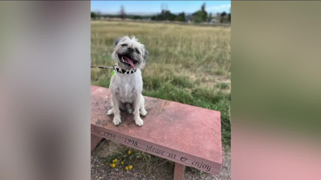 Help this Longmont pug win 'PEOPLE's World's Cutest Rescue Dog Contest'