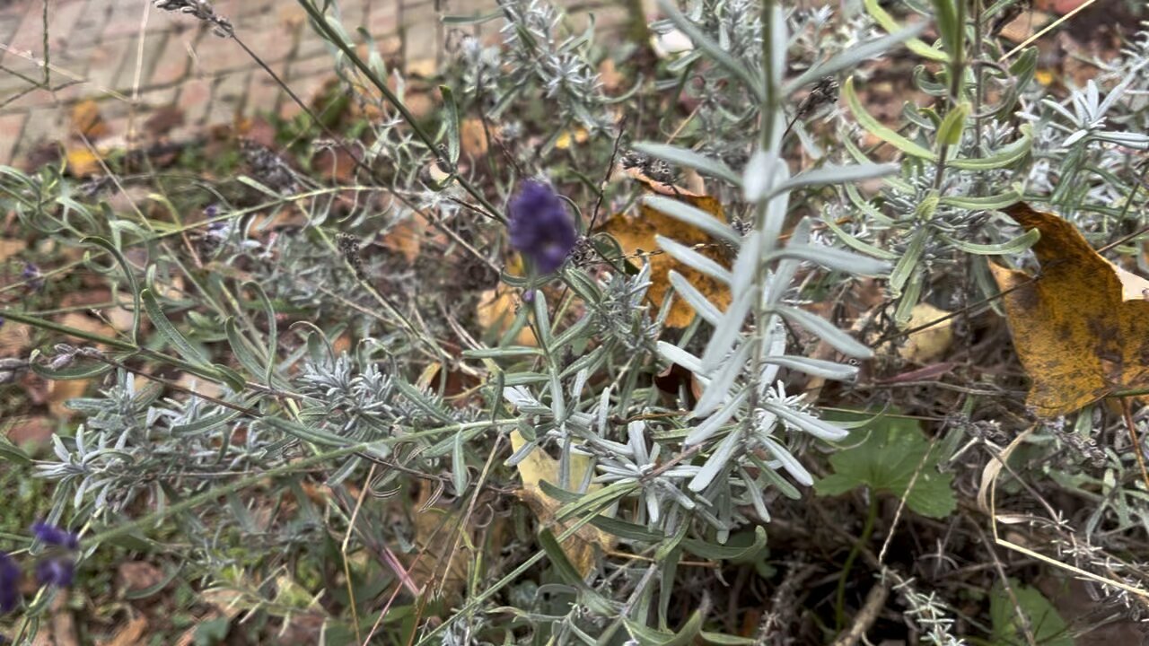 Lavender #garden #lavender #farm #homestead Chamberlin Family Farms “Naturally Good”