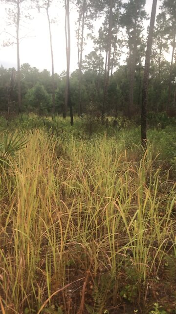 Congograss area of trail