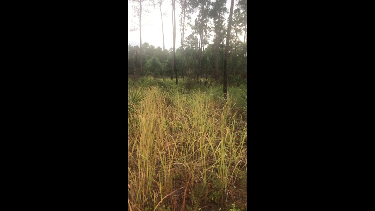 Congograss area of trail