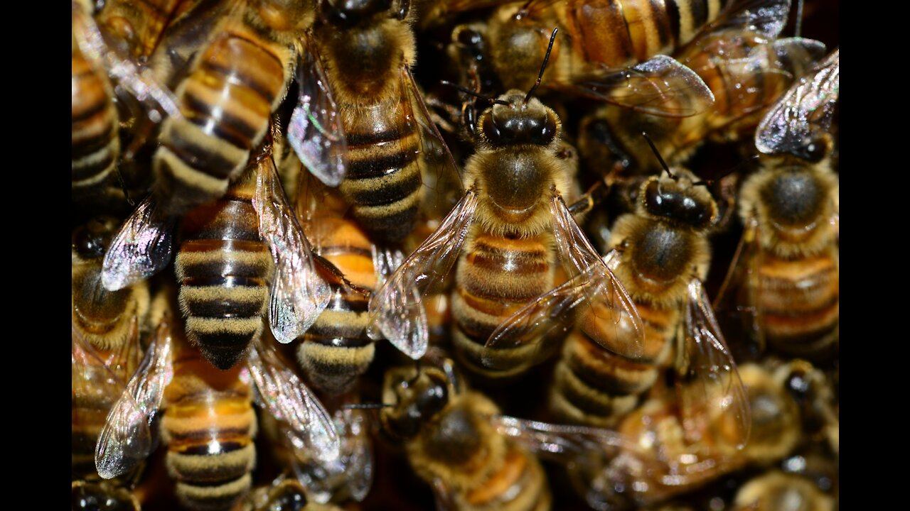 ACTIVE BEE TAKE Pollen FROM BLOSSOM FOLOWERS
