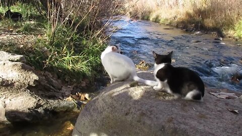 Our Cats #31 #shorts - Two Brave Cats, Two Impressive Jumps