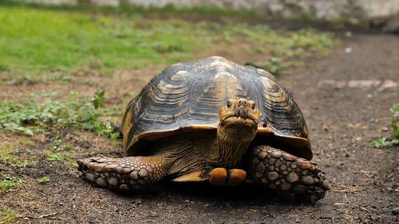 Tortoise on the ground helonoidis carbonaria martinique zoo old giant reptile