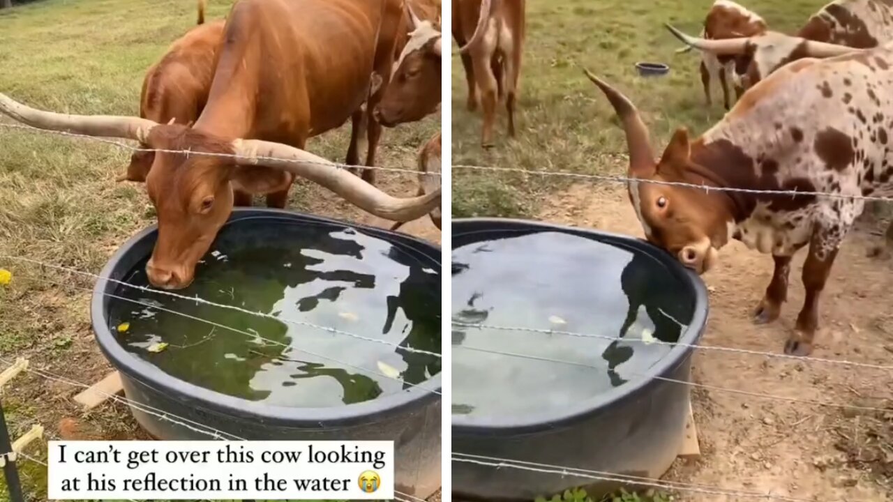 Cow drinking Water