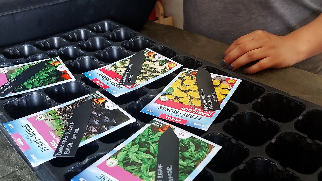 Sowing 2 Varieties of Marigold πΌ & 3 Varieties of Basil πΏπ±