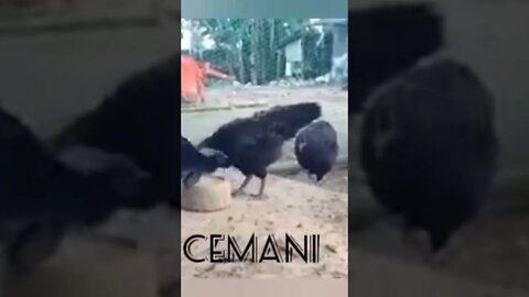 4 jenis ayam termahal