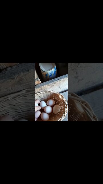 Eggs & a Siamese Cat 🙀. #siamesecat #ohhighbud #strangedvlog