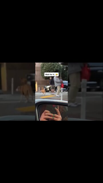 Never seen a double-decker dog before🙄🙃