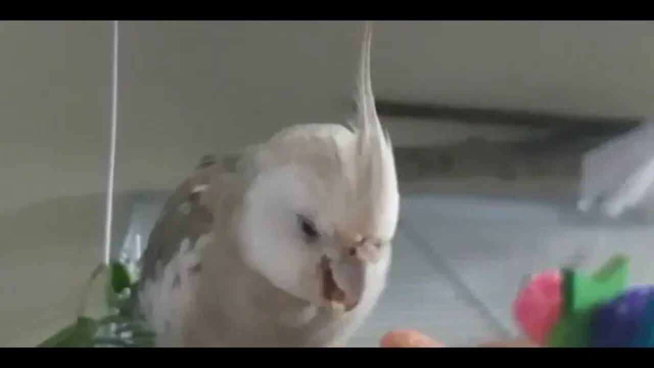 dudoo the untamed cockatiel