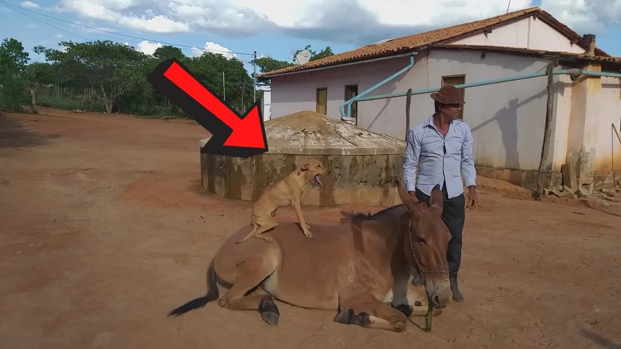 VOCÊ NÃO VAI ACREDITAR NO QUE ESSE CACHORRO FEZ😱