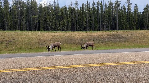 Caribou near Grande Cache