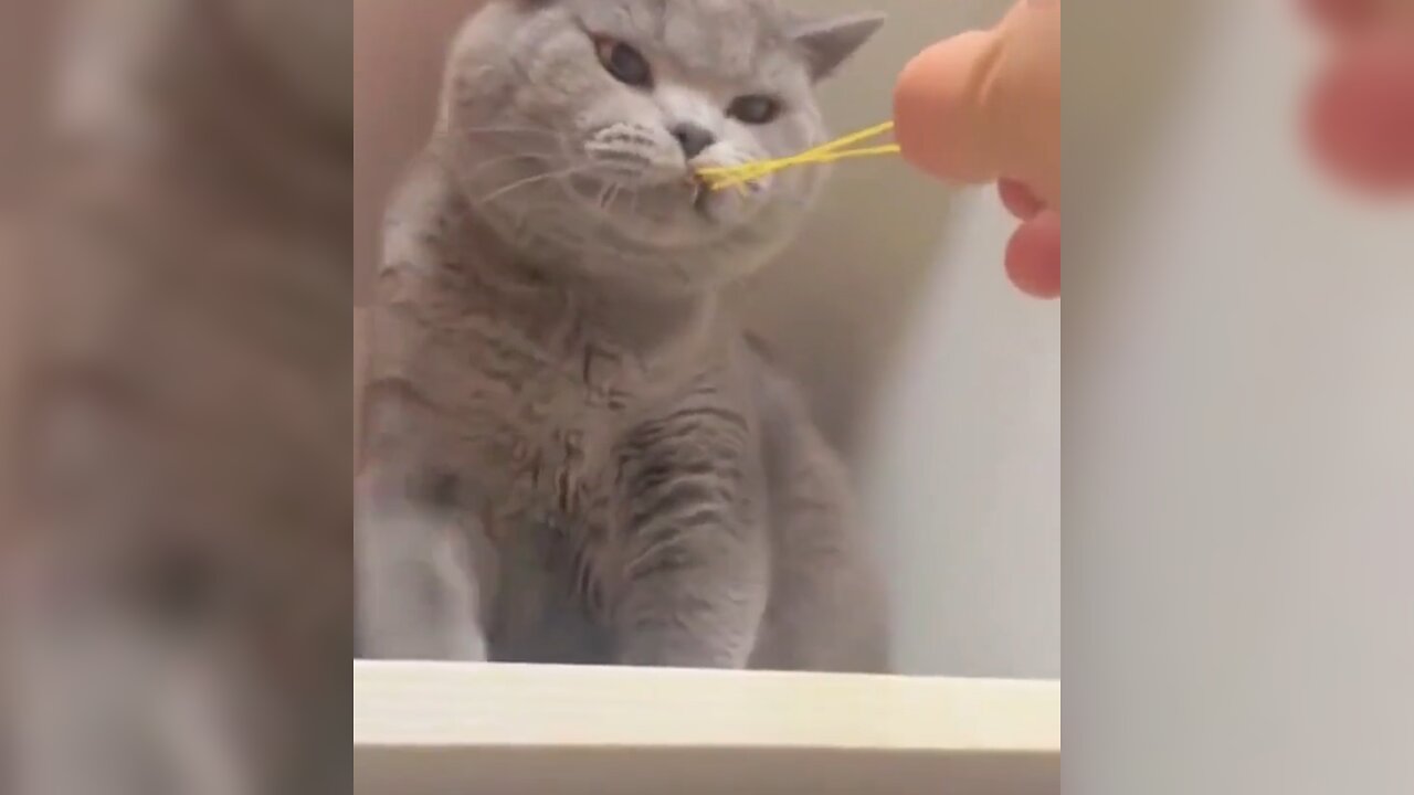 Hilarious Pet Video Collection: Adorable Dogs and Cats with Comical Antics to Melt Your Heart!