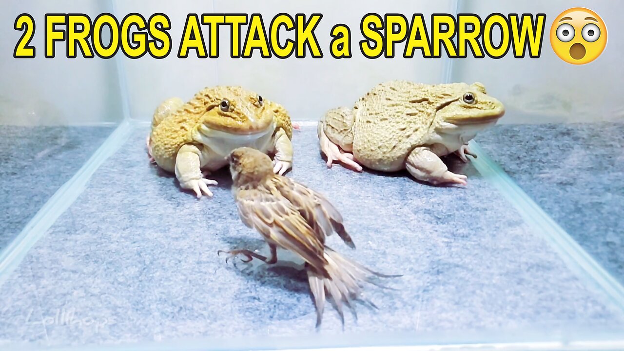 Asian_Bullfrog_Eats_Bird!_Asian_Bullfrog_Live_Feeding(1080p)