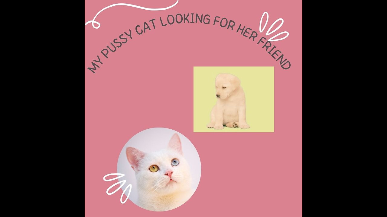 cute cat and puppy friendship story