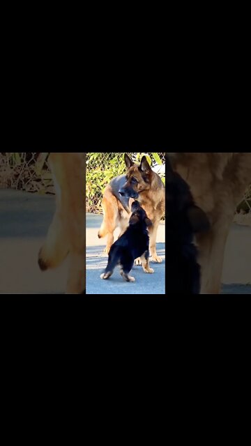 So adorable video #shorts #shortsfeed #clips #shortvideo