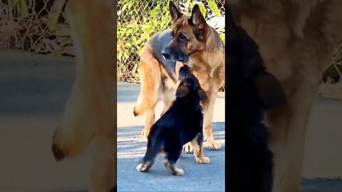 So adorable video #shorts #shortsfeed #clips #shortvideo