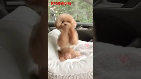 Dog Dancin Video - dog Fun Video - pappy Cute Baby Funny Video 😁😁😁😁ytshorts | #youtubeshorts |