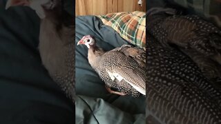 Matilda the disabled Guinea fowl enjoying time on my bed
