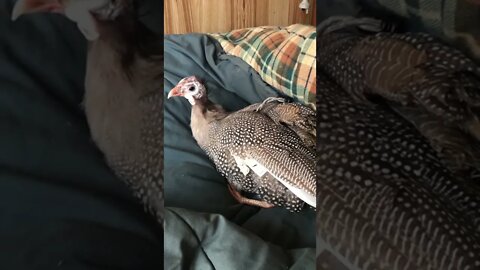 Matilda the disabled Guinea fowl enjoying time on my bed