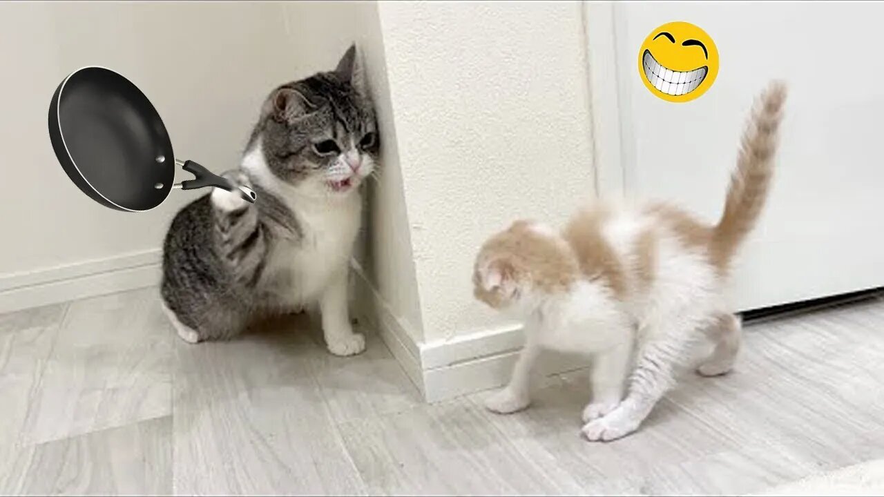 Funny Animal Video 😂 || 2023 ||