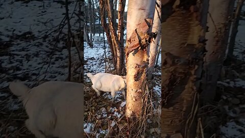 Walking The Dogs