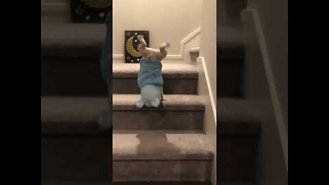 Unbelievable!!! 🤣🤣Funny Dog Videos Try Not To Laugh