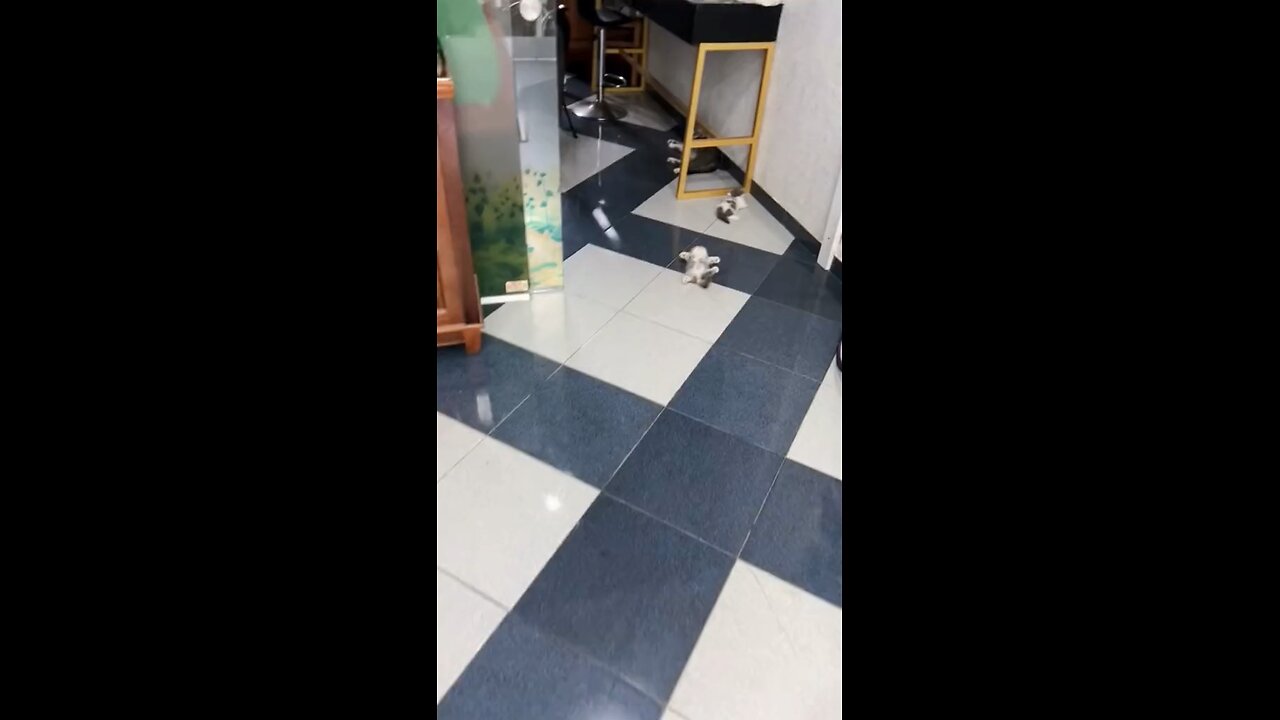 Funny animals/cut kittens