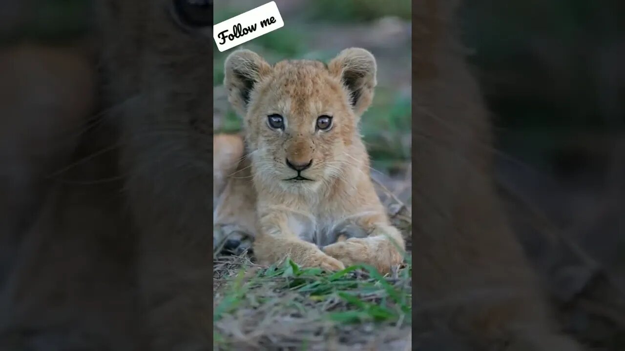 it's not the same as it was 🖤 #animals #foryou #nice #beautiful #youtubeshorts #shorts #animation