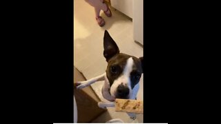 Princess wins Chicken Flavored Canine Carry Outs