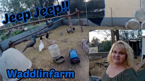 Jeep Jeep