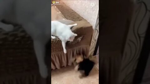ham to dil de hi chuke 🐱 cat, funny cats, cute animals, funny animals,try not to laugh,funny animal