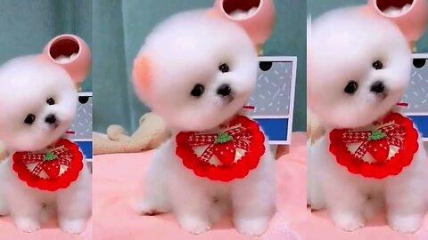 Cute cats & dogs compilation 2023
