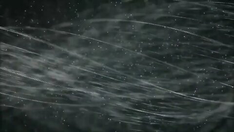 Free Stock Footage 4k Videos No Copyright Videos Waves Lines Gray Motion Background,Lines,Star