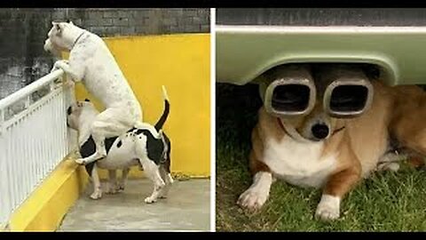 Try Not To Laugh Animals 2023 - Funniest Animals Video!