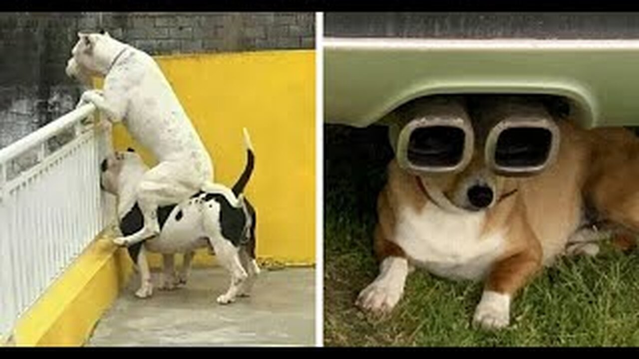 Try Not To Laugh Animals 2023 - Funniest Animals Video!