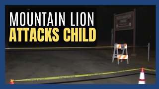 Mountain lion attacks 7-year-old
