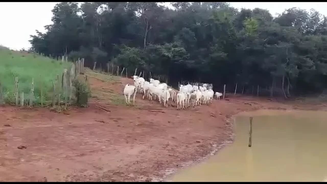 Vaqueiro PO Tocando a Boiada com sua Netinha