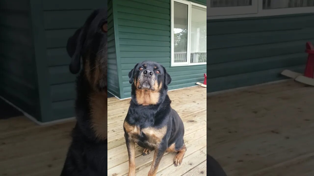 Female Rottweiler Brings All The Boys To The Yard 😂🤣 #rottweiler #shorts